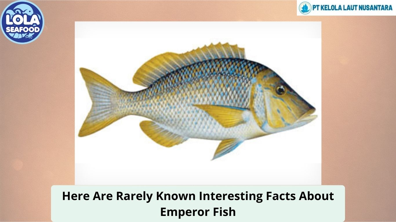 Here Are Rarely Known Interesting Facts About Emperor Fish